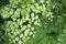 Maidenhair fern foliage, Adiantum capillus-veneris