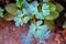 Maidenhair Fern at the Narrows, Zion