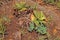 MAIDENHAIR FERN AND SUCCULENT GROWING WILD