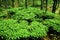 Maidenhair Ferns    6337