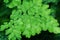 Maidenhair ferns , Adiantum latifolium fern green leaves