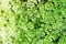 Maidenhair Ferns as Natural Green Texture Background