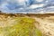 Maidenhair, Polytrichum commune as a coating of sand dune