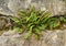 Maidenhair spleenwort