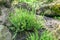 Maidenhair spleenwort Asplenium trichomanes, small fern