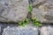 Maidenhair Spleenwort ferns growing on stone wall
