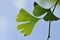 Maidenhair tree Ginkgo biloba leaf