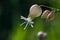 Maidenstears Silene vulgaris flower