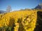 Maienfeld, Switzerland. Vineyards during the autumn with orange and yellow leaves