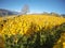 Maienfeld, Switzerland. Vineyards during the autumn with orange and yellow leaves