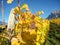 Maienfeld, Switzerland. Vineyards during the autumn with orange and yellow leaves.