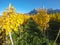 Maienfeld, Switzerland. Vineyards during the autumn with orange and yellow leaves