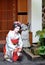 Maiko posing with traditional Japanese decorations, Kyoto, Japan