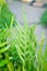 Maile scented fern or Musk fern or Wart fern, Pteris vittata or Pteris vittata L or fern or green leaf or polypodioides