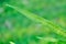 Maile scented fern or Musk fern or Wart fern, Pteris vittata or Pteris vittata L or fern or green leaf or polypodioides
