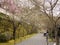 Main Approach to Sanzenin temple in Ohara, Kyoto, in Cherry blossoms season