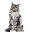 Main coon cat, sitting, isolated