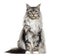 Main coon cat, sitting, isolated