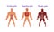 Main Human Body Systems with Excretory and Muscular System Vector Set