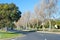 A main road in a suburban neighbourhood with a row of trees in median strip. Winter view of a curving road lined with trees in an