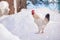 Main rooster boss portrait.Cock in winter, snow