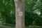 The main subject is out of focus, tourist sign in forest summer europe czech republic tree orientation marks