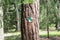 The main subject is out of focus, tourist sign in forest summer europe czech republic tree orientation marks