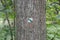 The main subject is out of focus, tourist sign in forest summer europe czech republic tree orientation marks