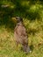 Maina is a medium-sized warbler of the starling family