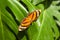 Mainau Butterfly