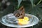 Mainau Butterfly Breakfast