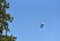 Mainau, Germany - April 19, 2019: White airship against a blue sky through the branches of trees in the sky of Germany