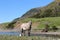 Maine Appaloosa Pony