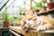 maine cat sprawled in greenhouse warmth