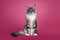 Maine Con cat on pink background
