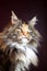 Maine Coon