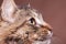 Maine coon breed cat looking away from camera in studio photo