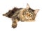 Maine Coon brown tabby on white background