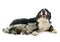 Maine coon cat and bernese mountain dog