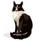 Maine coon cat black and white breed.big domestic cat. main cun. vector illustration