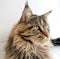 Maine Coon cat brown tabby