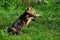 A Maine Coon cat chasing a butterfly on green grass in a park. Pets walking outdoor adventure. Cat close up