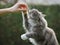 Maine Coon Cat Eats Snack Outside