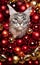 Maine coon cat festive christmas portrait with red golden baubles and copy space