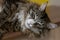 A Maine Coon cat. Fluffy purebred cat. Holidays and events