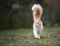 Maine coon cat with fluffy tail walking on grass