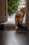 Maine Coon cat goes outside to the street. Cat looks at the street. Rear view, silhouette.