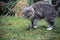 Maine coon cat hunting mouse outdoors
