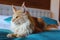 Maine Coon Cat indoors