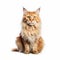 Maine coon cat isolated on white background, Maine coon cat, Orange color cat front full body view AI generated